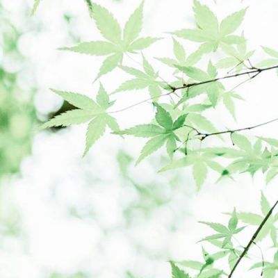 夜雨寄北
